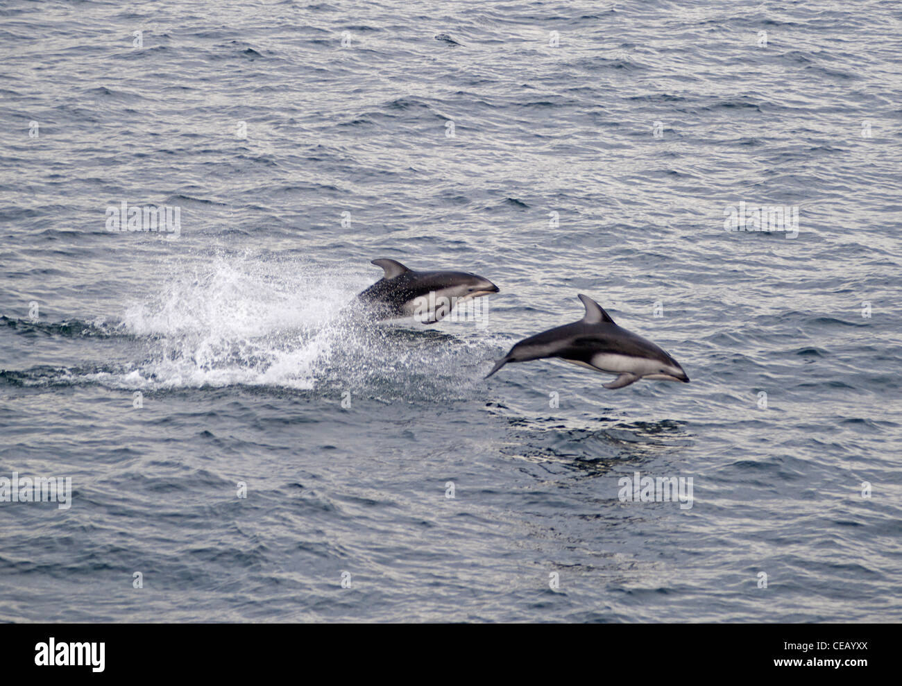 Pacific White sided Dolphins  SCO 7919 Stock Photo