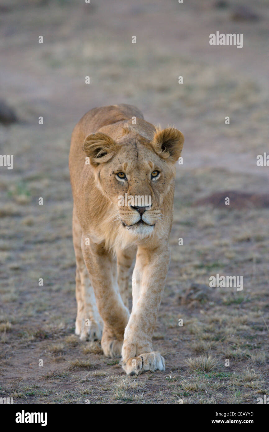 African lion male walking hi-res stock photography and images - Alamy