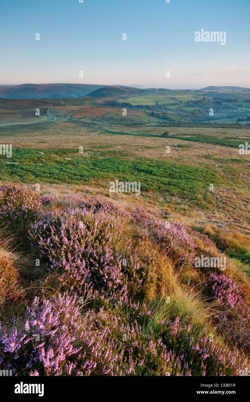 View of flowering Heather in early morning sunlight on Rippon Tor towards Bell Tor, Dartmoor, August 2011. Stock Photo