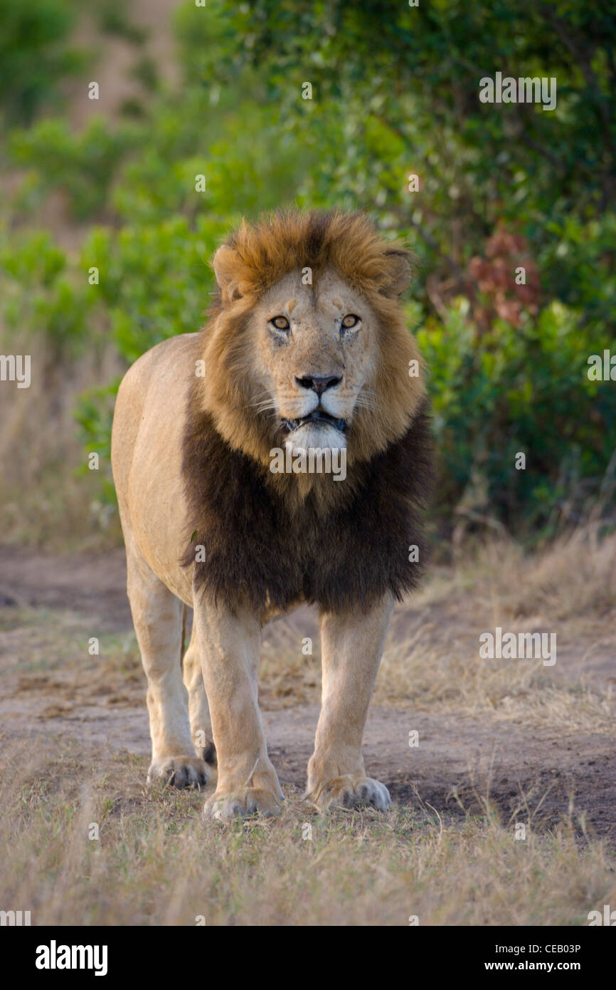 Male African Lion, Panthera leo, standing. Masai Mara, Kenya Stock ...