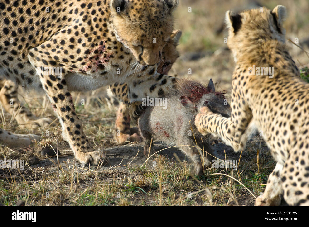 Two Cheetah cubs, Acinonyx jubatus, practices its hunting skills on
