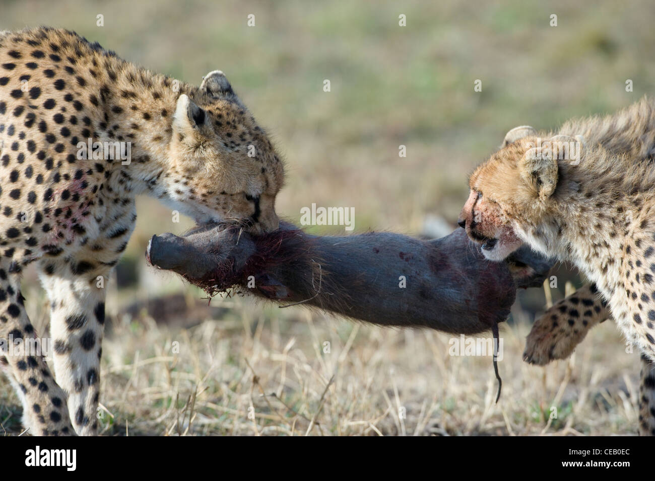 Adult female Cheetah, Acinonyx jubatus, plays ‘tug-of war’ with her two