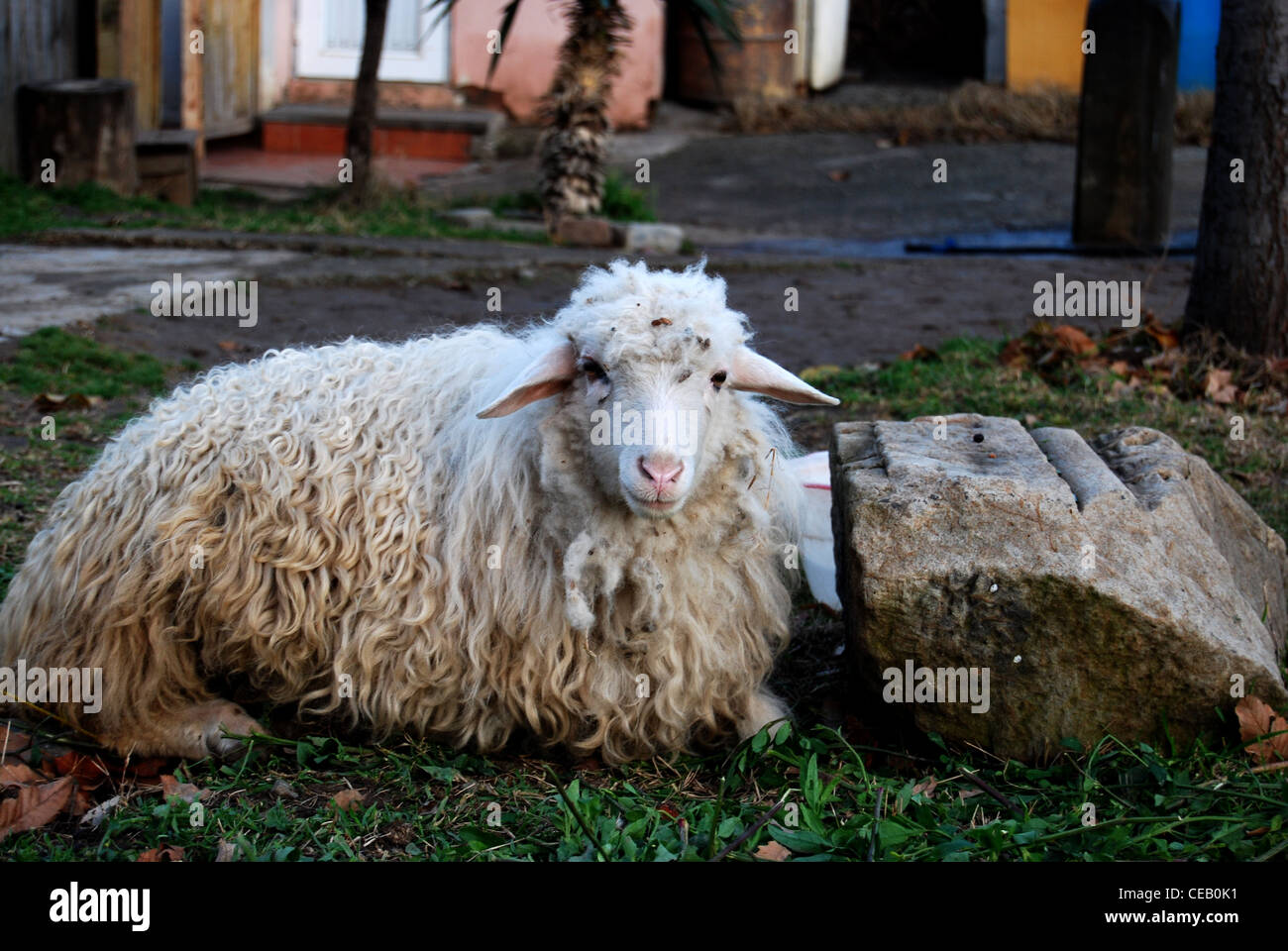 Sheep, Tbilisi, Georgia Stock Photo