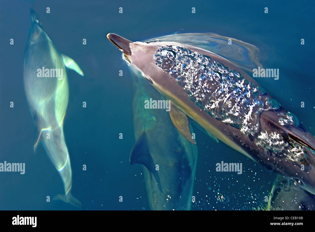 Common Dolphins ( delphinus delphis ) Sea of Hebrides, off Scotland's west coast Stock Photo