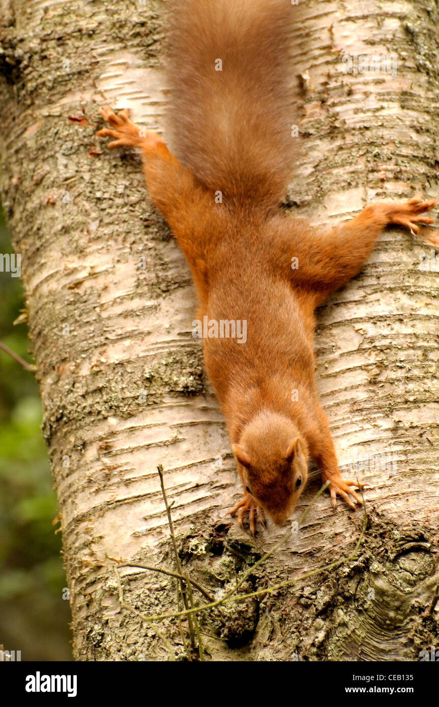 Red Squirrel Sciurus Vulgaris On Silver Birch Tree Stock Photo Alamy