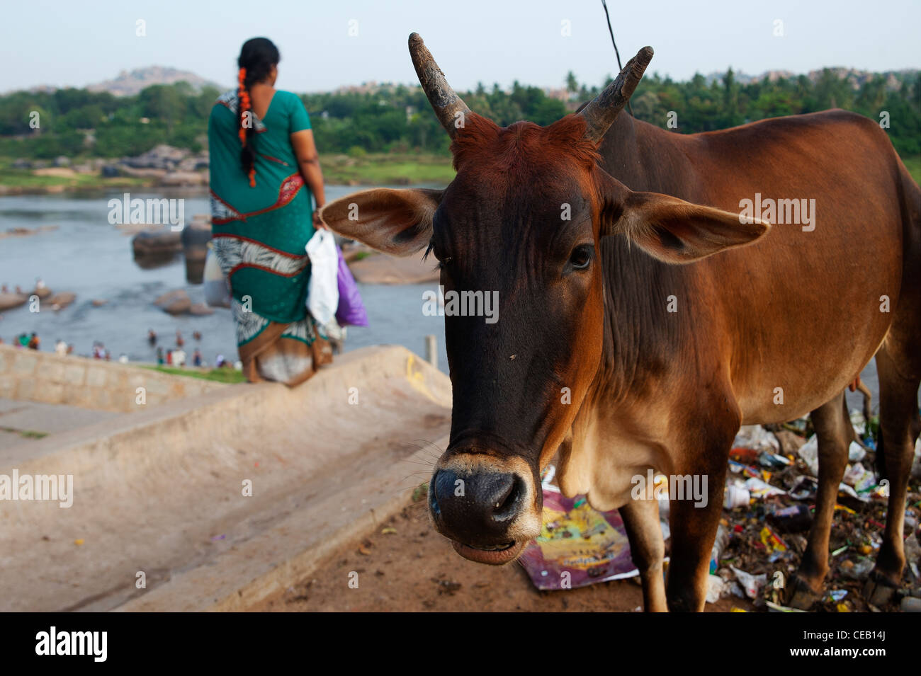 Sacred cow at the banks of the Tungabhadra River in Hampi, Karnataka, India Stock Photo
