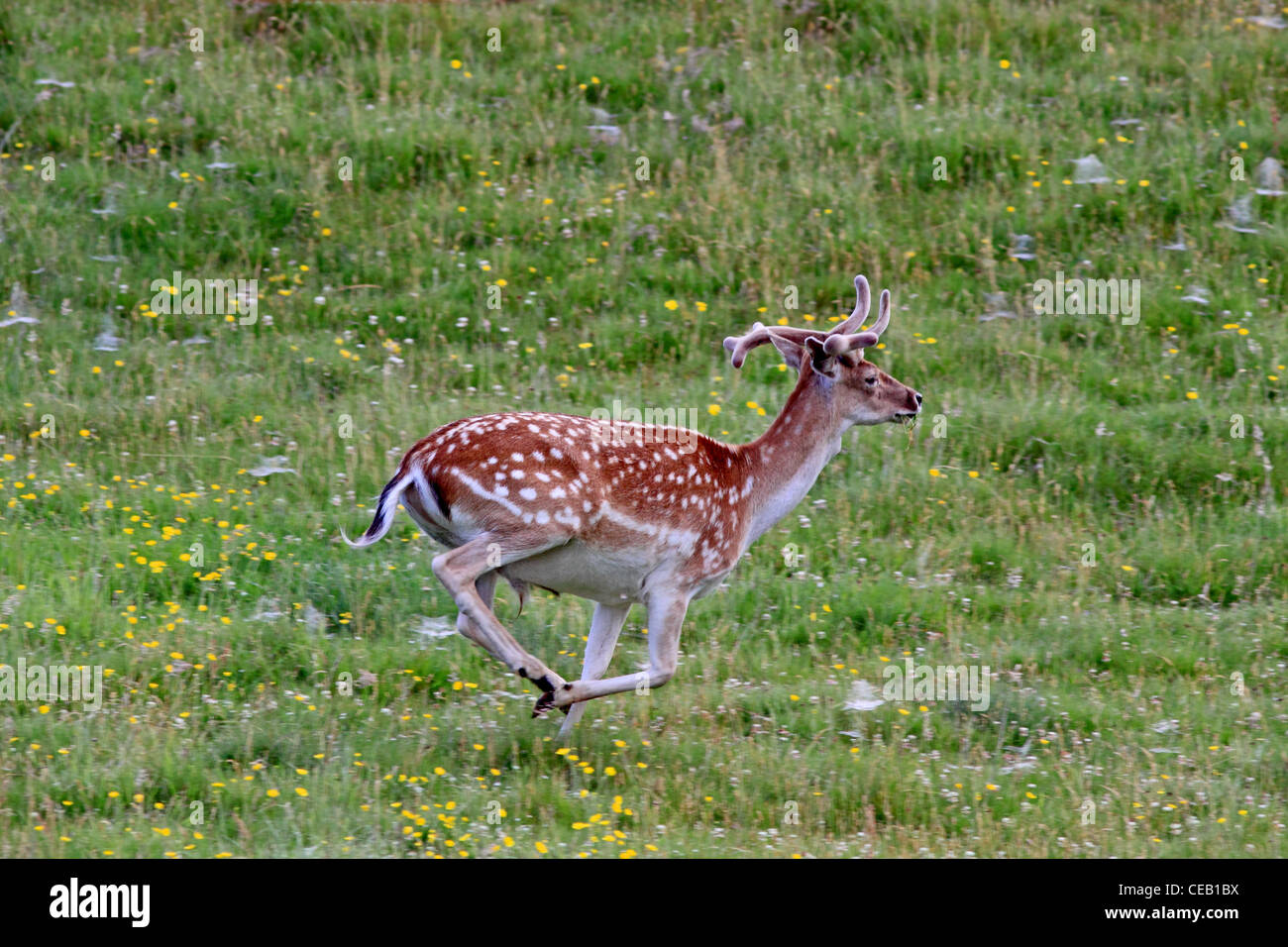 Young, Fallow Deer ( Dama dama ) running in meadow Stock Photo