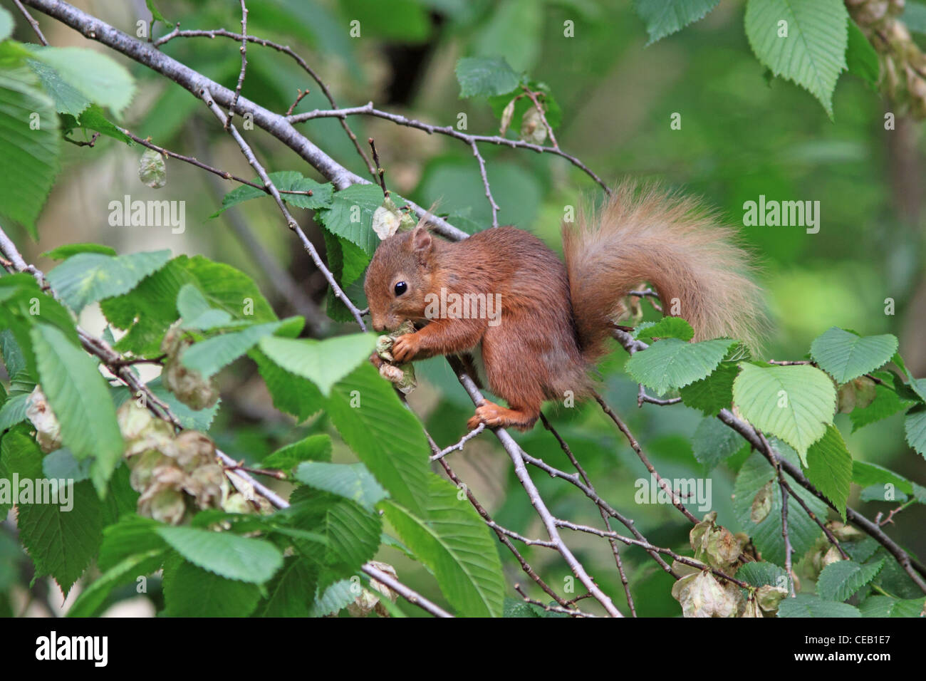 Red Squirrel ( Sciurus vulgaris ) feeding on Elm Tree ( Ulmus procera ) Flowers Stock Photo