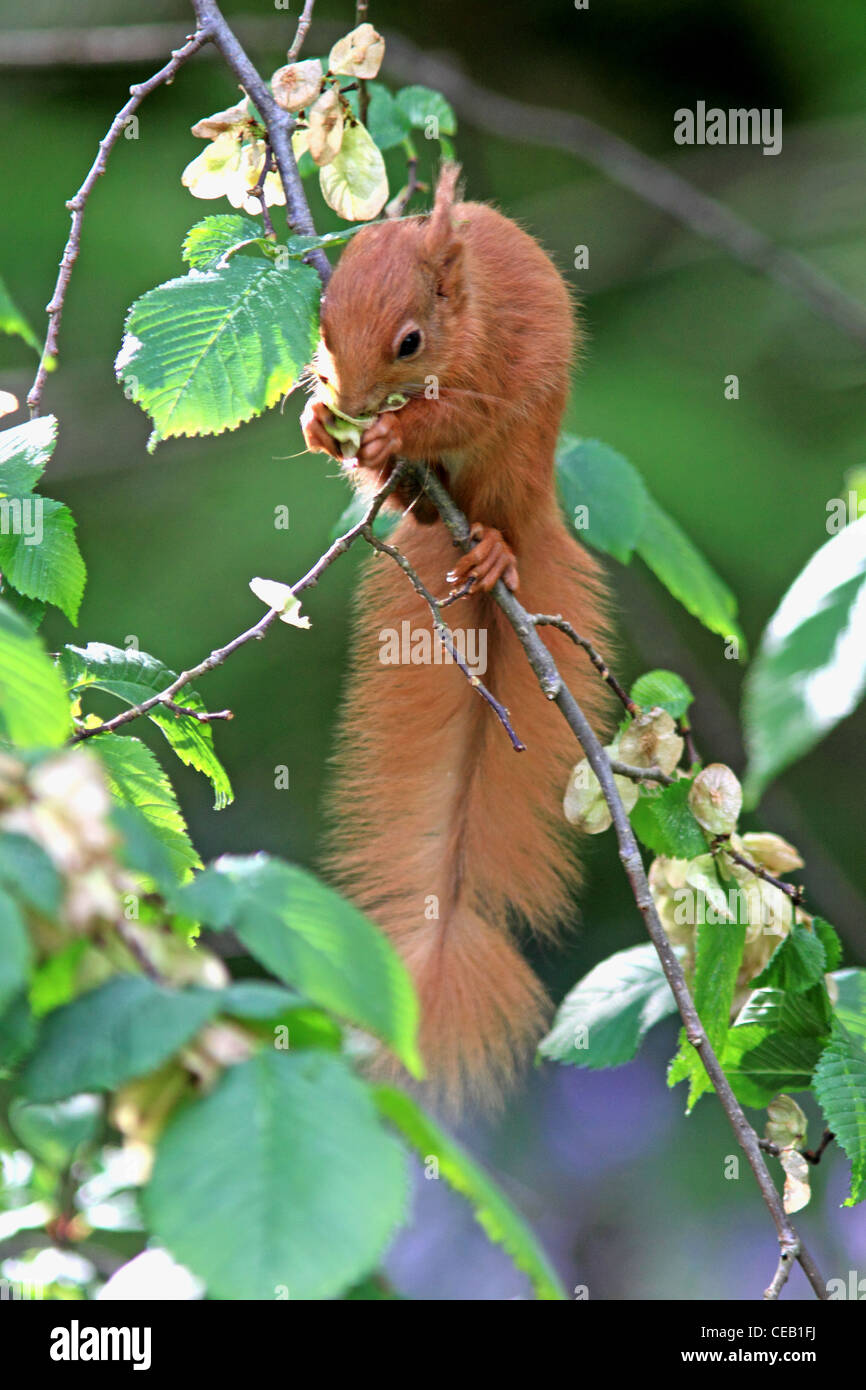 Red Squirrel ( Sciurus vulgaris ) feeding on Elm Tree ( Ulmus procera ) Flowers Stock Photo