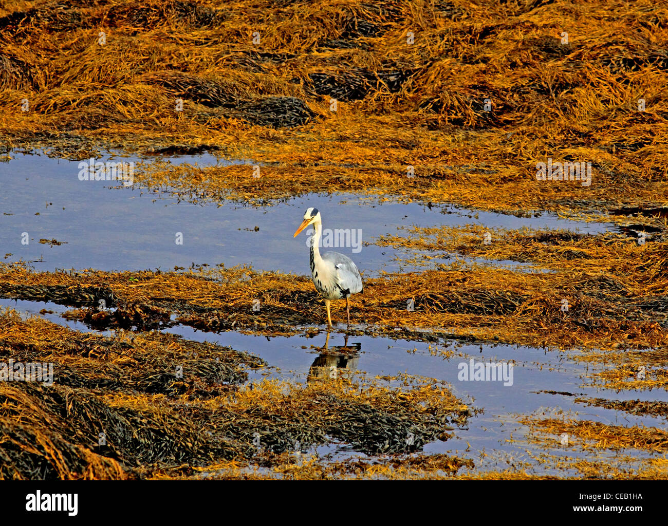 Grey Heron ( ardea cinerea ) on coastal pools with tide low. Stock Photo