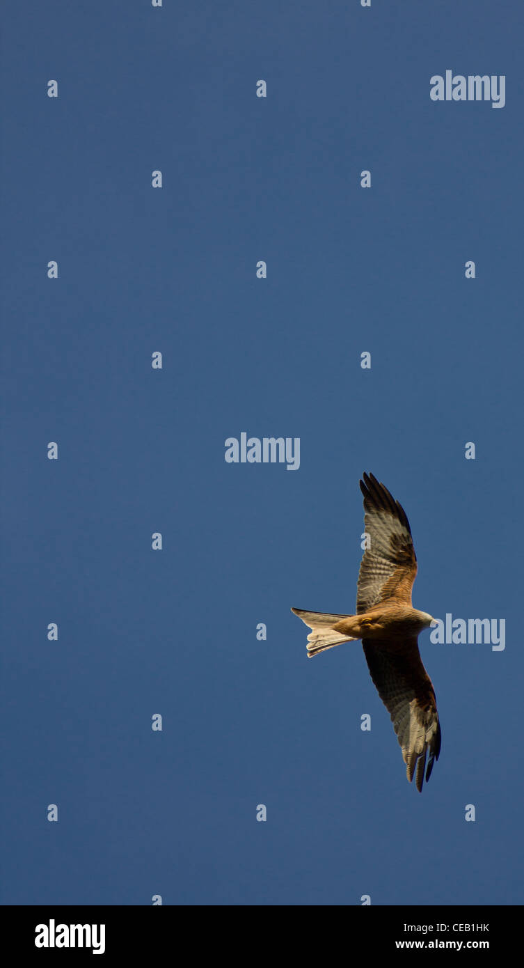 Do Red Kites Fly In Pairs at Douglas Hernandez blog
