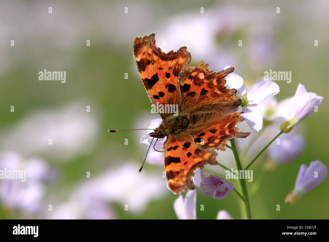 Comma ( Polygonia c-album ) butterfly on Lady's Smock ( Cruciferae or Brassicaccae ) wild flower Stock Photo