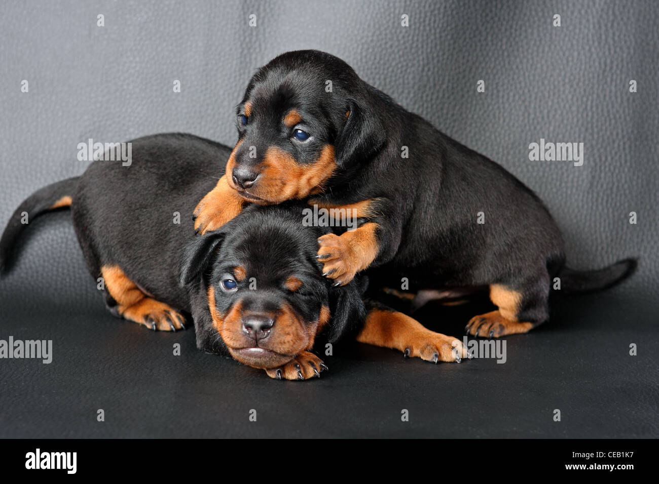 The Miniature Pinscher puppy, 3 weeks old, lying in front of black background Stock Photo