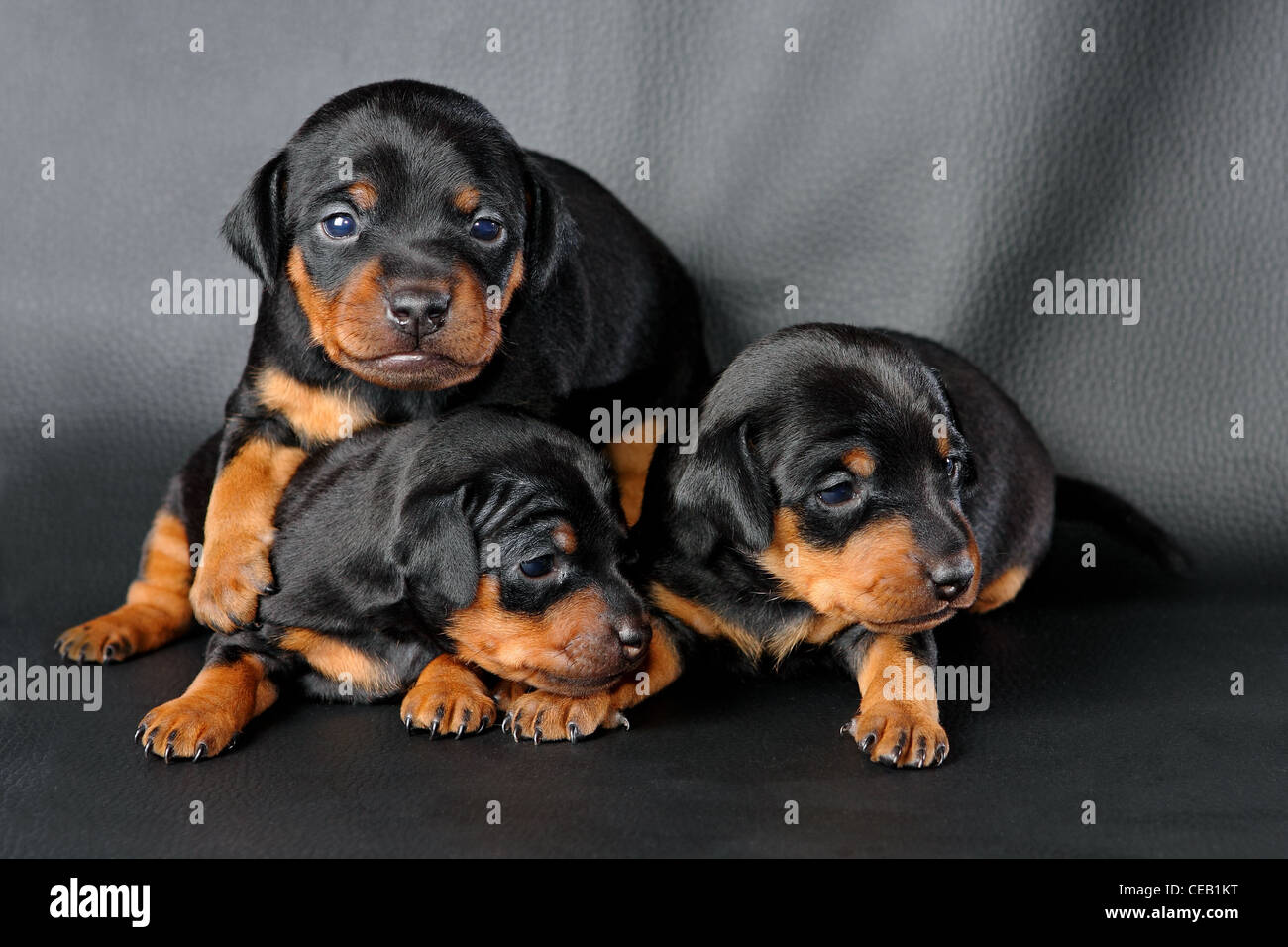 The Miniature Pinscher puppy, 3 weeks old, lying in front of black background Stock Photo