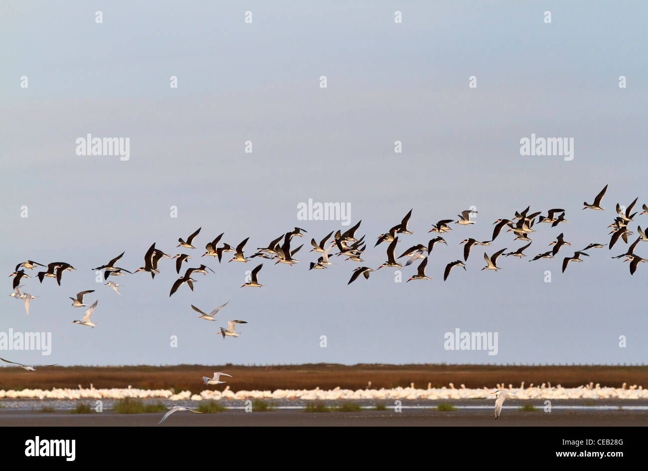 A flock of Black Skimmers, Rynchops niger wheels above the shallow water of the bay beside Bolivar Jetty, Texas. Stock Photo