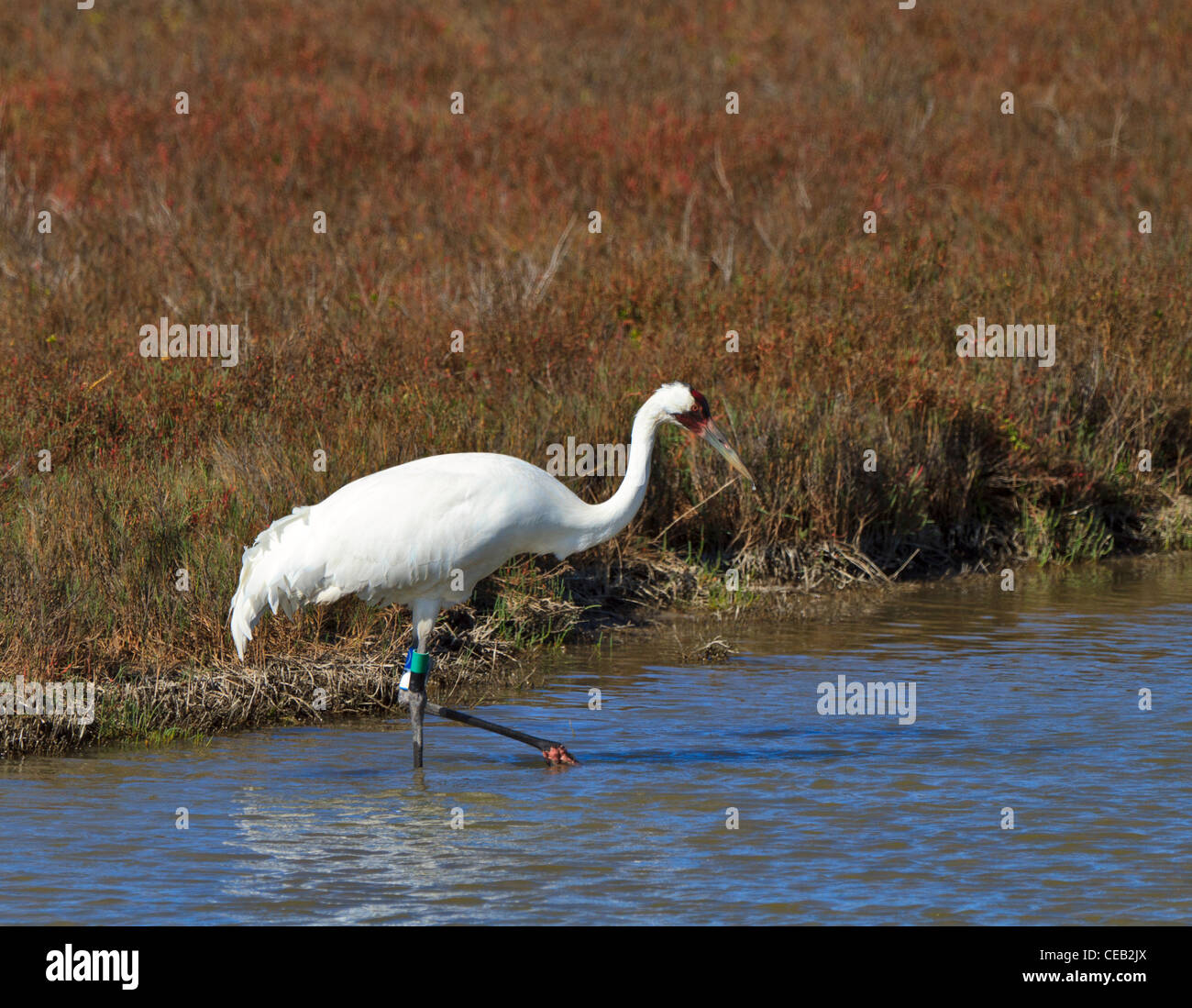 Whooping Crane, Grus americana, at Aransas National Wildlife Refuge, Gulf Coast, Texas. Stock Photo