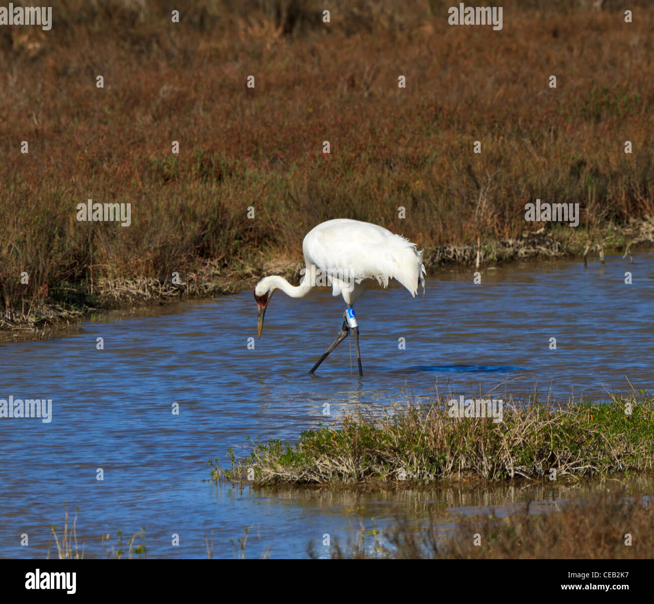 Whooping Crane, Grus americana, at Aransas National Wildlife Refuge, Gulf Coast, Texas. Stock Photo