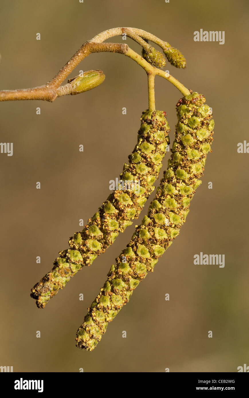 Male inflorescences of the Common Alder (Alnus glutinosa) Stock Photo