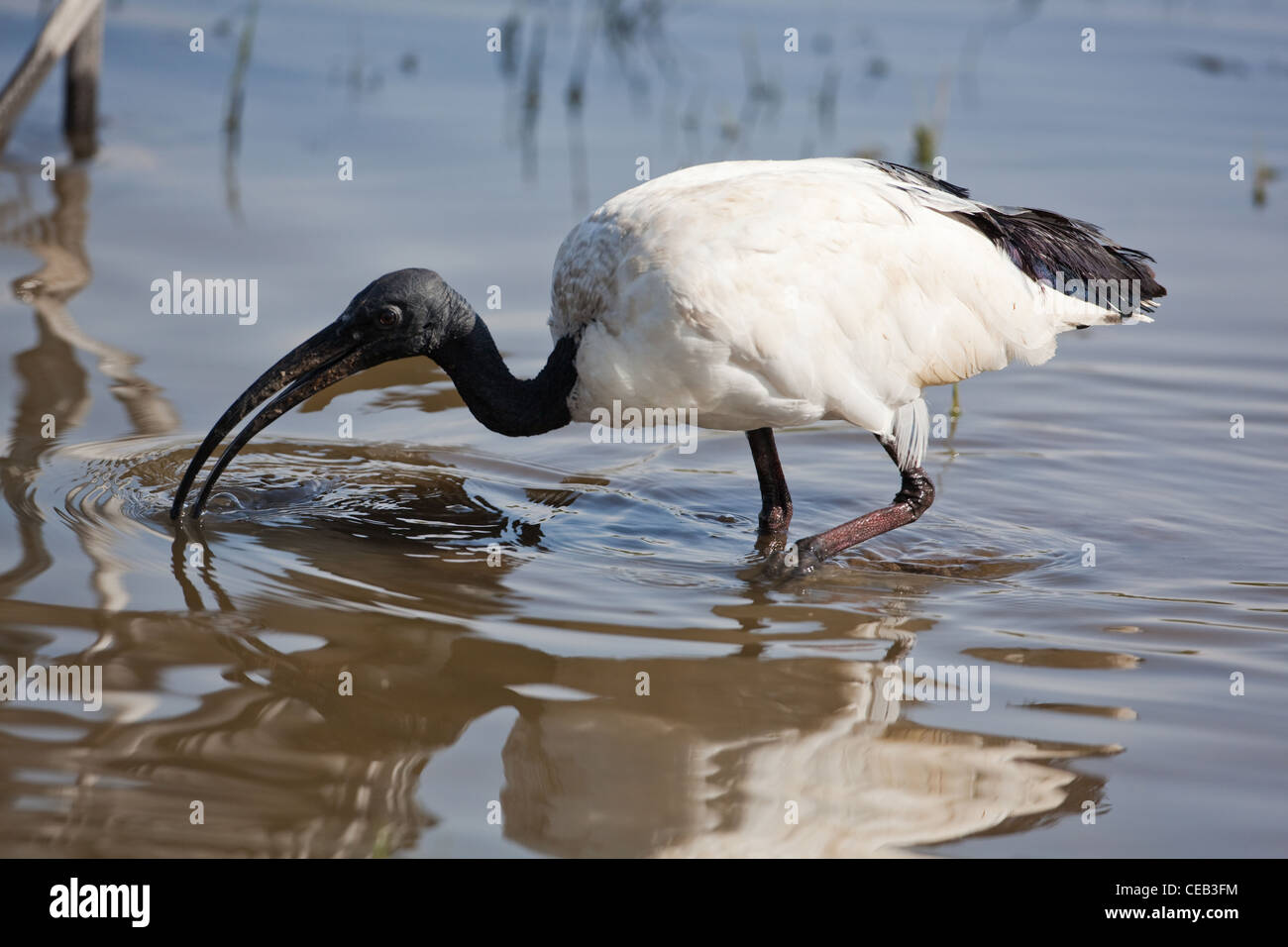 Sacred Ibis (Threskiornis aethiopicus). Feeding. Ethiopia. Stock Photo