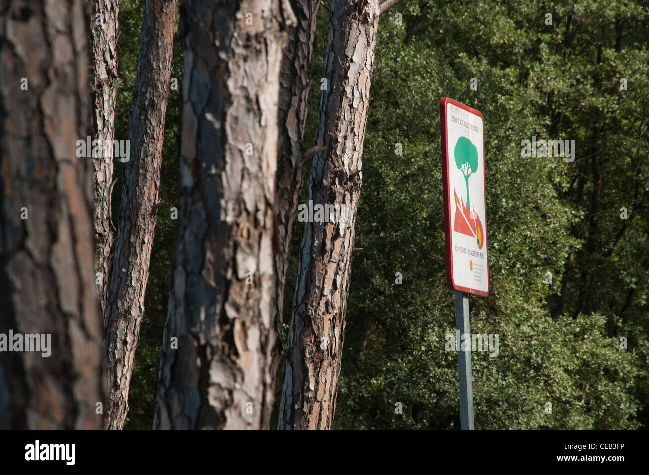 Pine tree forest and Catalan language sign warning about risk of wild fires, Lleida, Spain Stock Photo