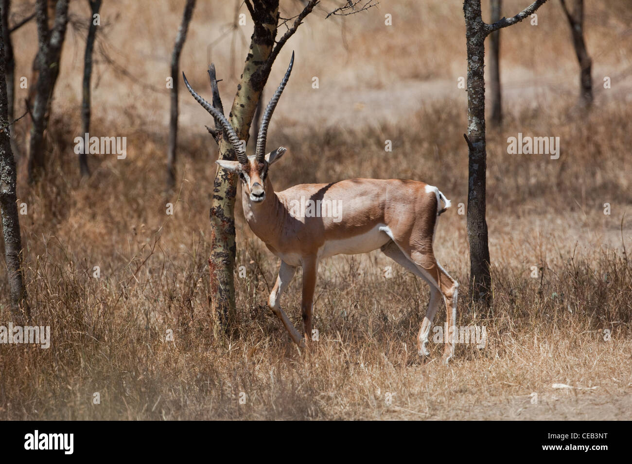 Gazelle skin hires stock photography and images Alamy
