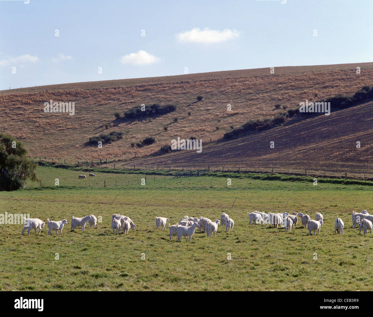 Angora goats in field, North Canterbury, Canterbury Region, New Zealand Stock Photo