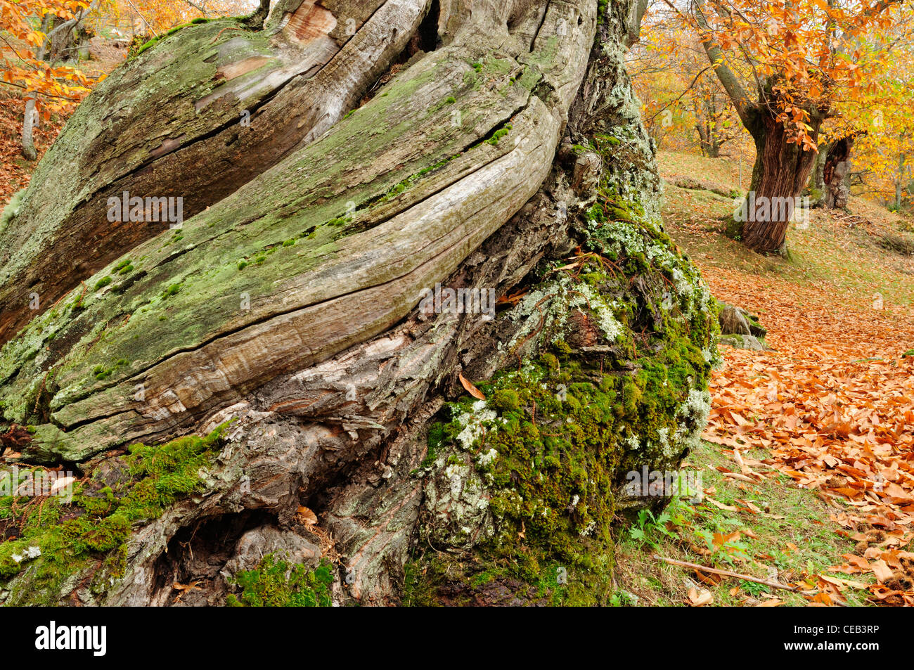 Sweet chestnut tree trunk (Castanea sativa) Stock Photo