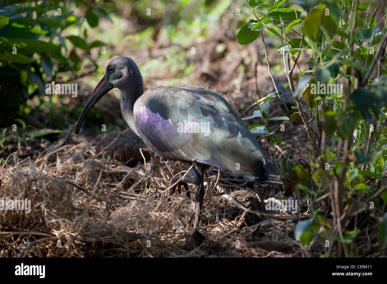 Hadada Ibis (Hagedashia hagedash). Foraging amongst ground vegetation. Ethiopia. Stock Photo