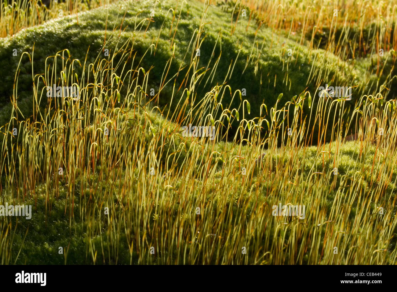 Capillary Thread-moss (Bryum capillare Stock Photo - Alamy