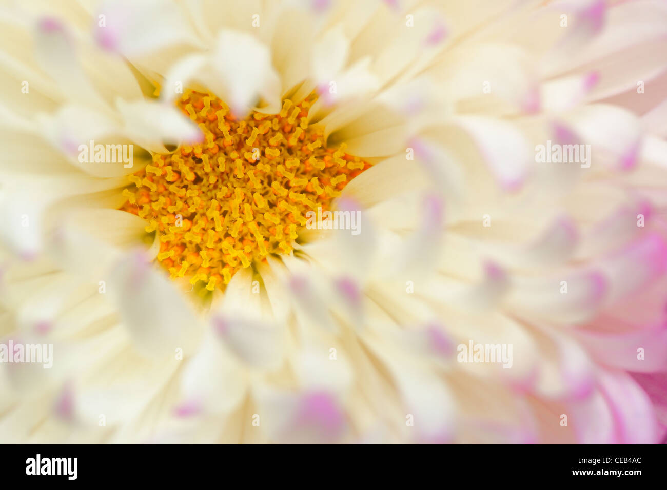 Macro photo of Chrysanthemum flower Stock Photo