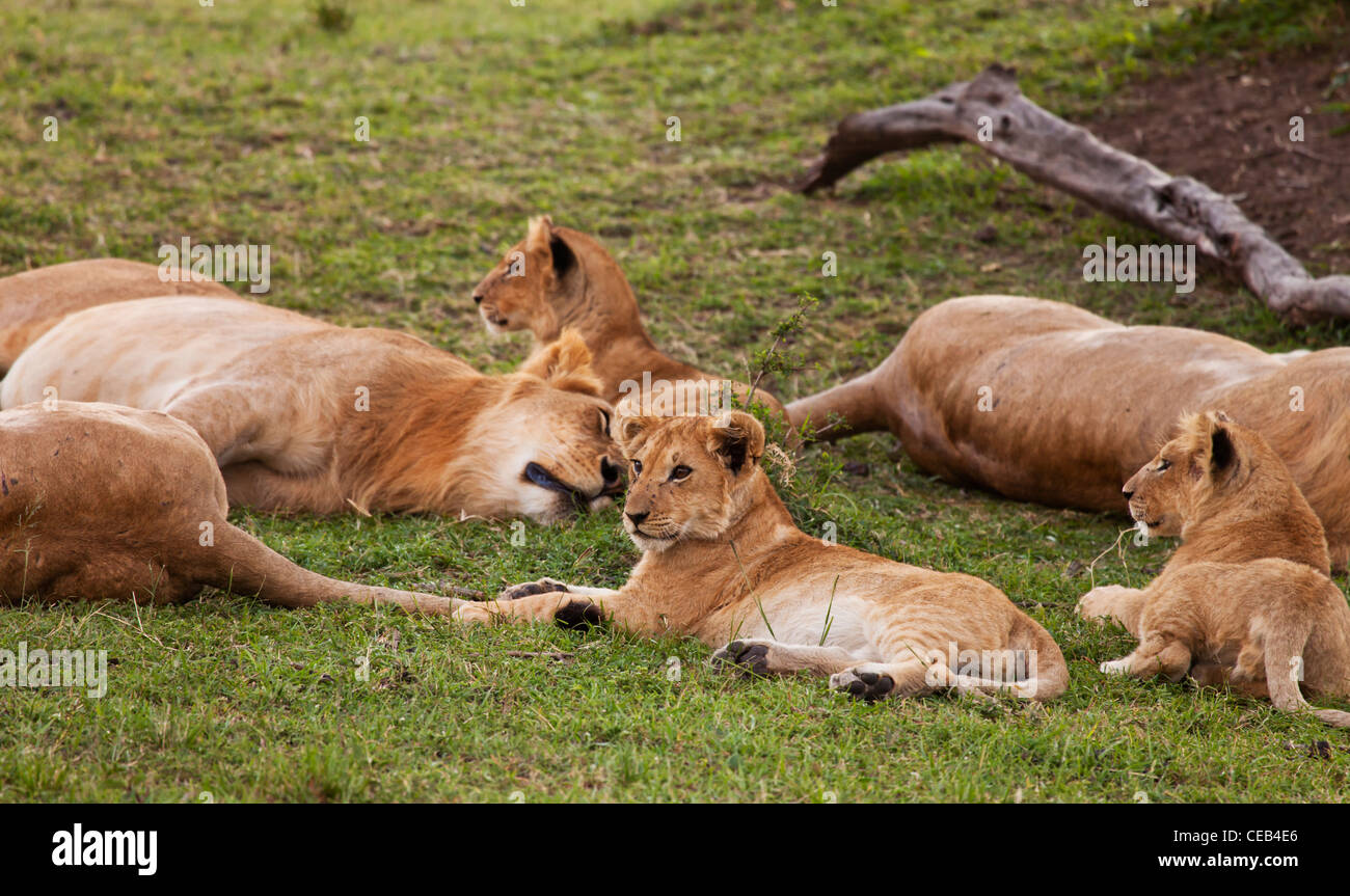 Kenya Masai Mara Lion Cubs In A Pride Stock Photo Alamy