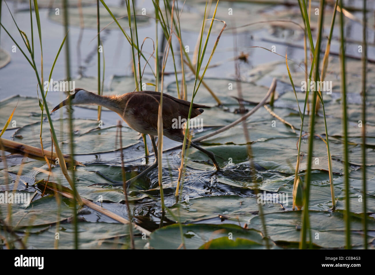 Lily trotter hi-res stock photography and images - Alamy