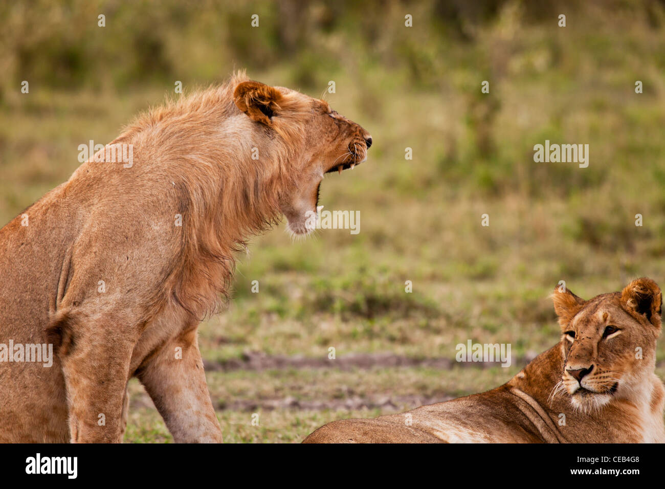 Lion roar horizontal hi-res stock photography and images - Alamy