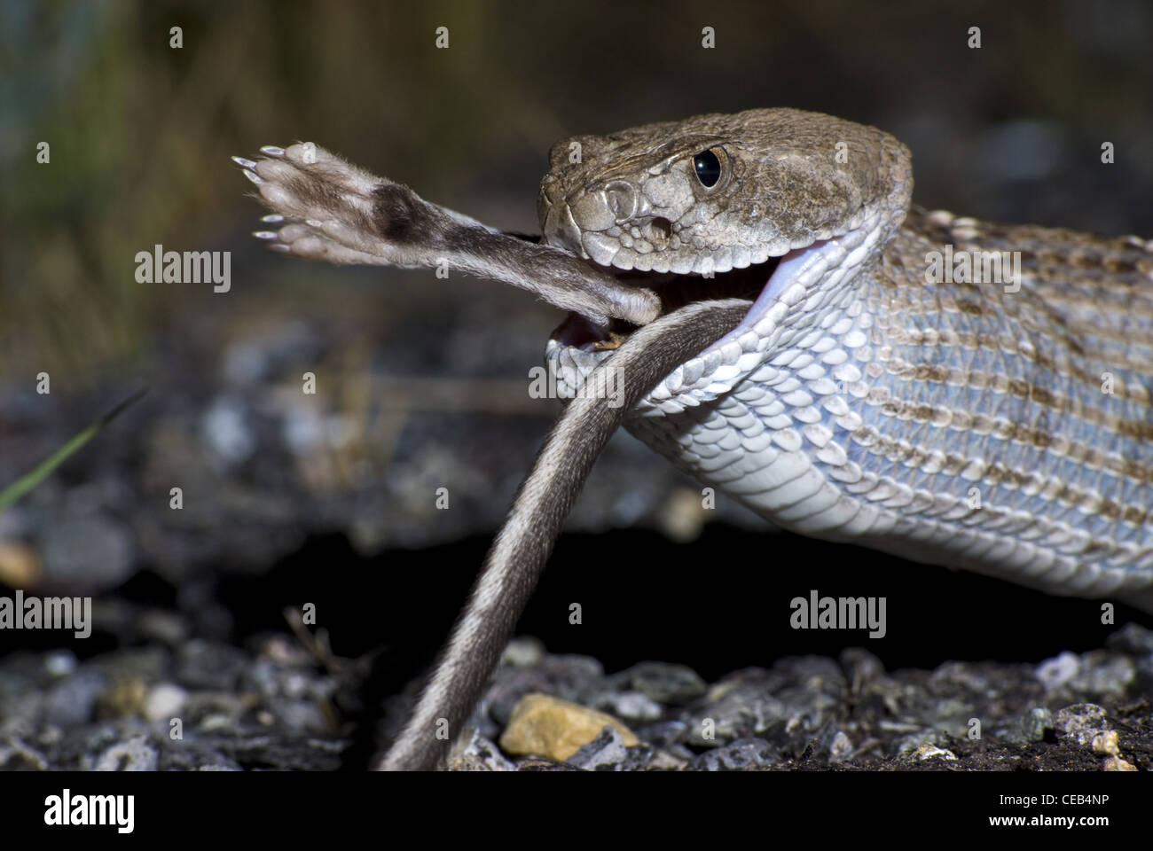 Western Diamondback Rattlesnake Eating