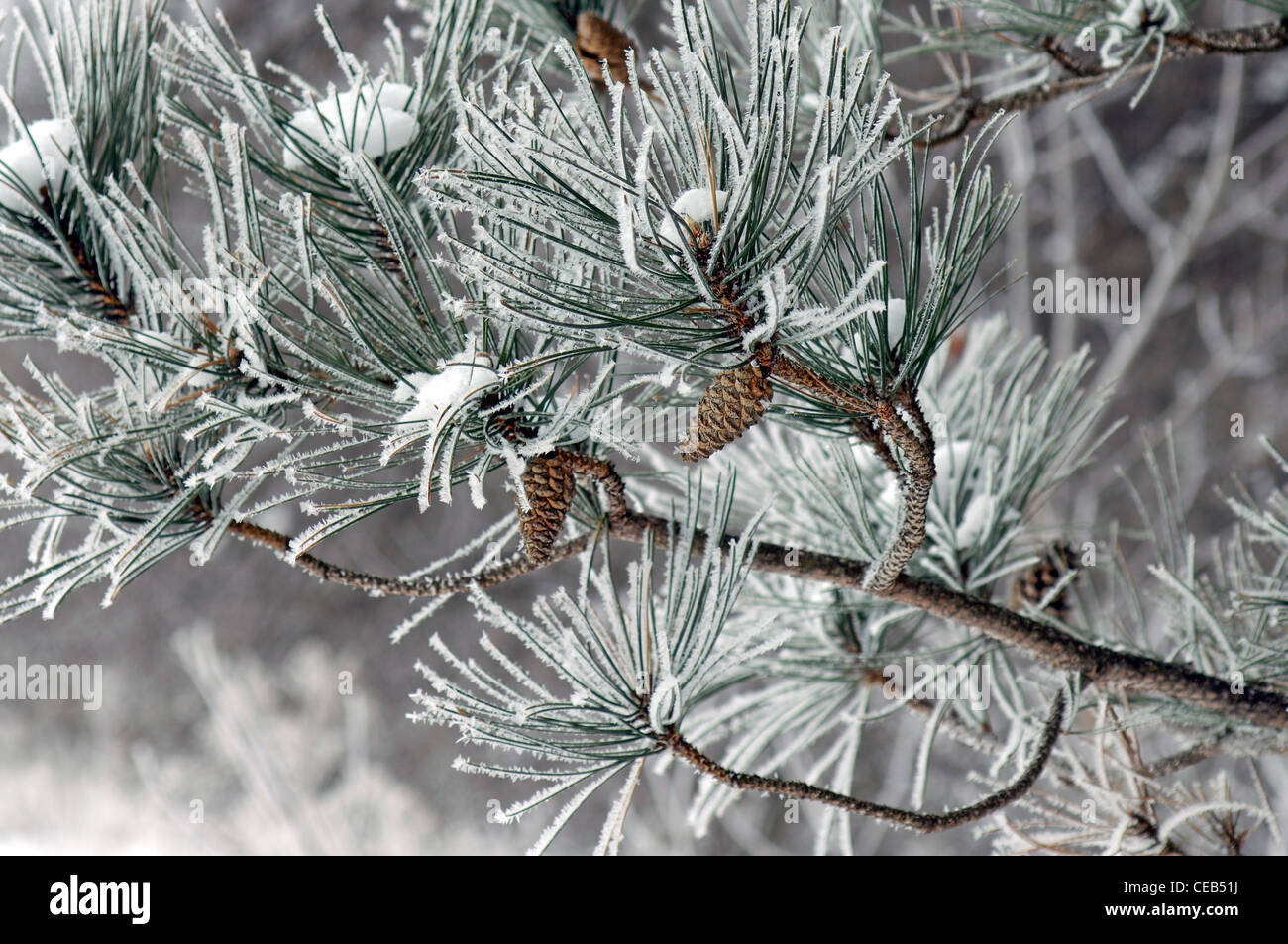 close-up of snow and frost on pine needles Stock Photo - Alamy