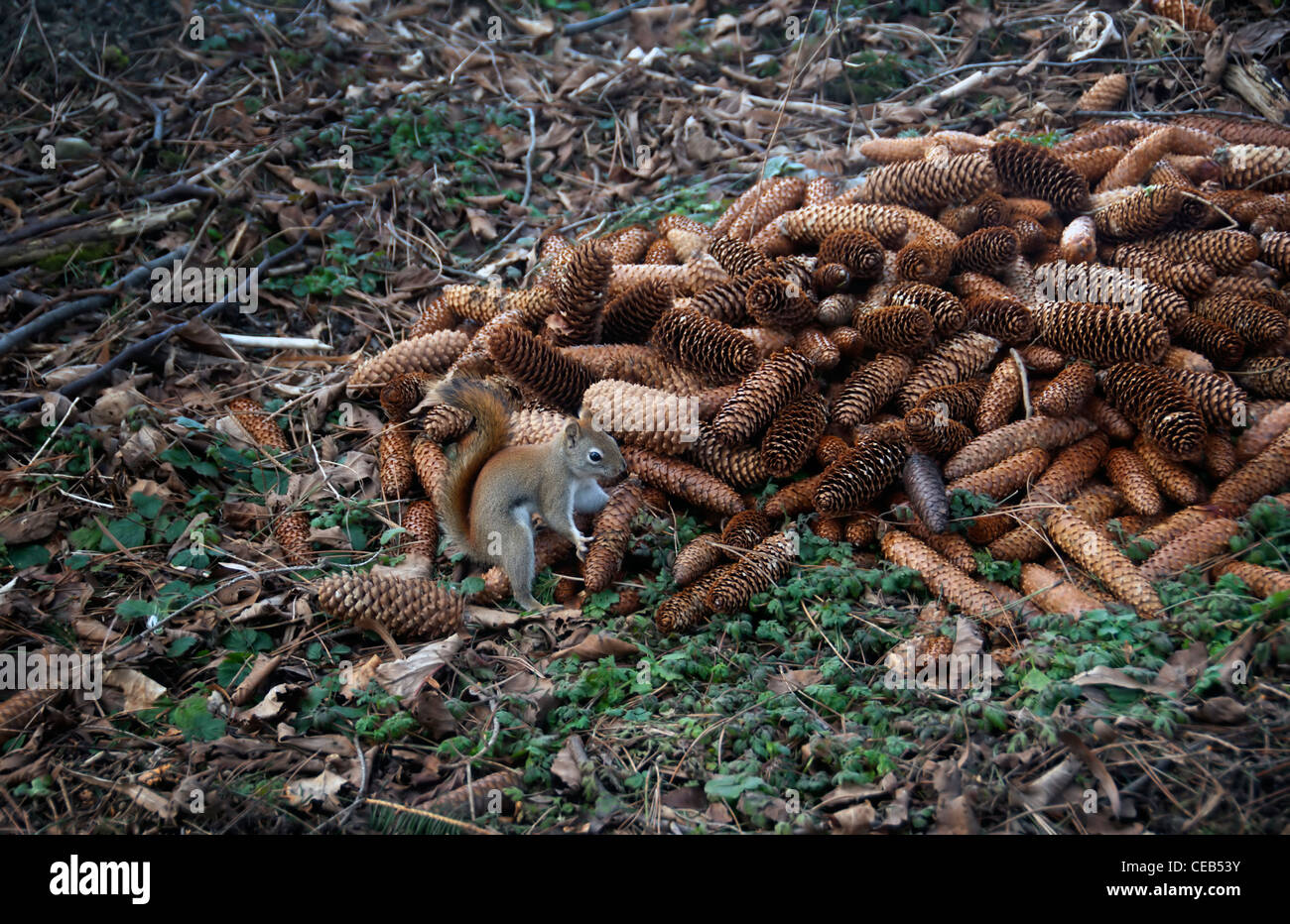 red squirrel gathering pine cones Stock Photo Alamy
