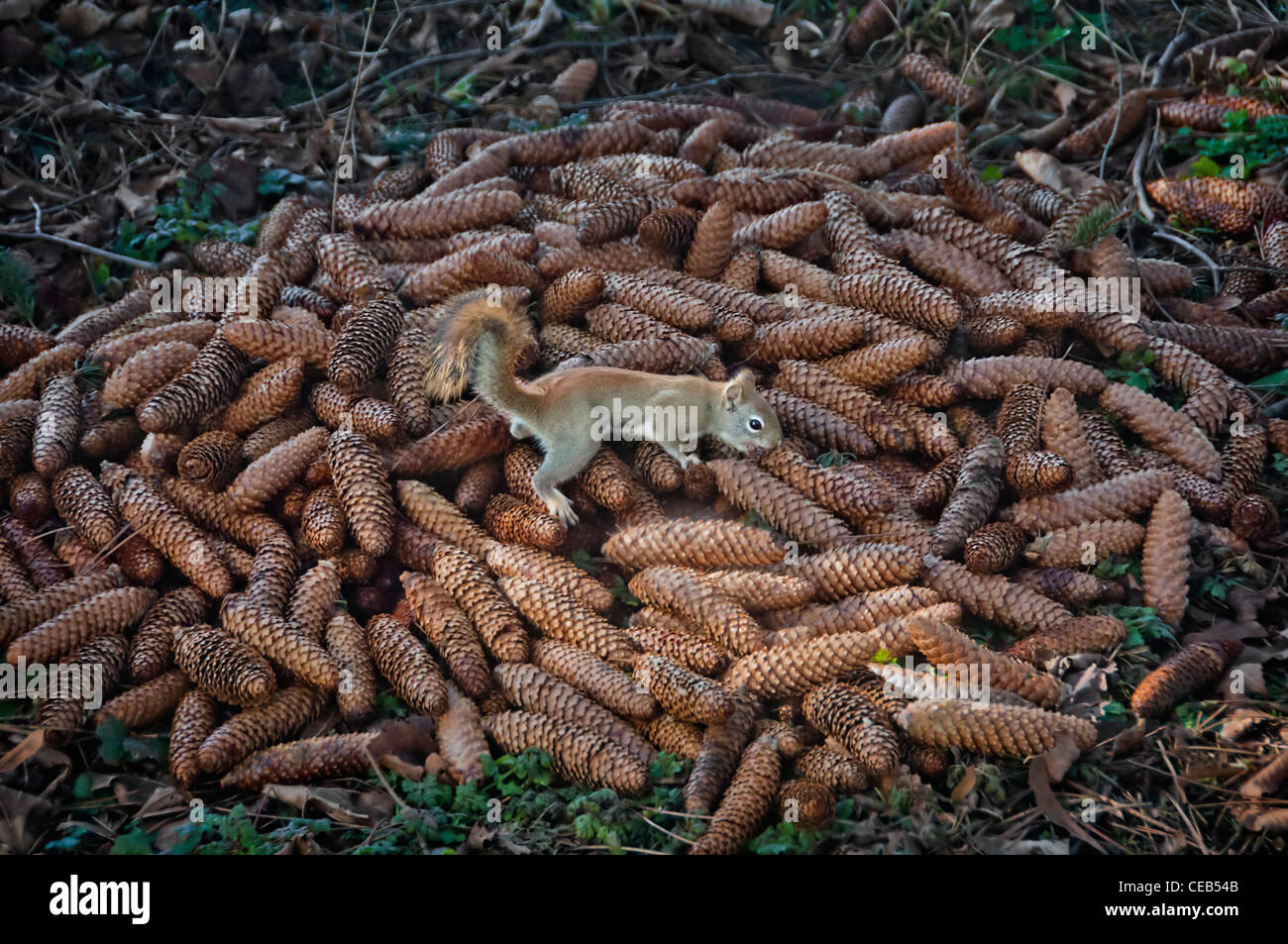 red squirrel sitting and climbing on a pile of pine cones Stock Photo