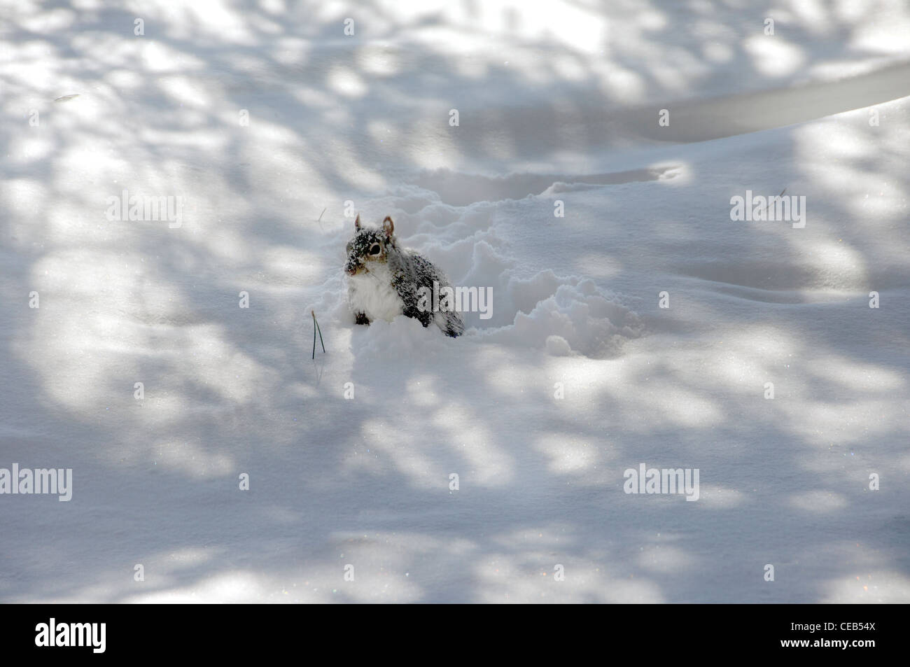 gray squirrel buried in deep snow Stock Photo