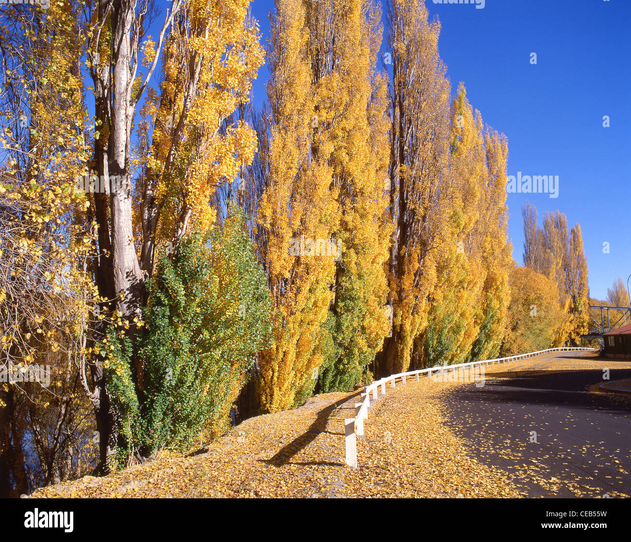 Poplar trees in autumn colours, Alexandra, Otago Region, South Island