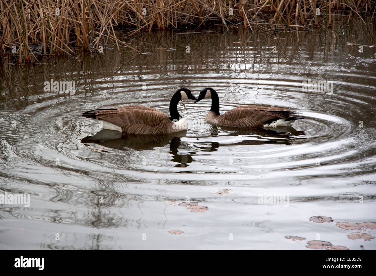 Courting pair of Canadian geese. Stock Photo