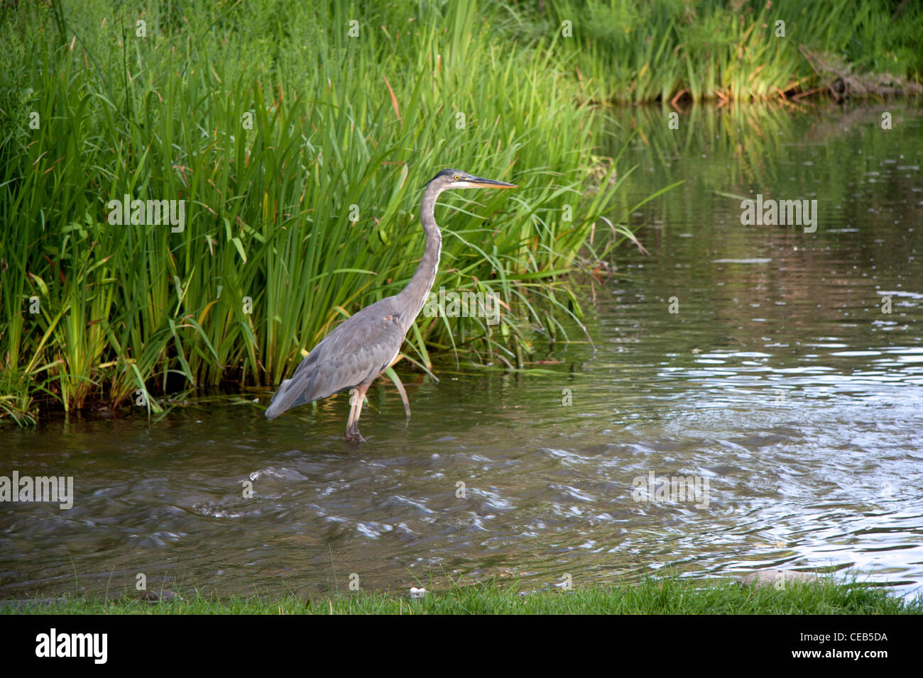 Great Blue Heron in his marsh environment Stock Photo