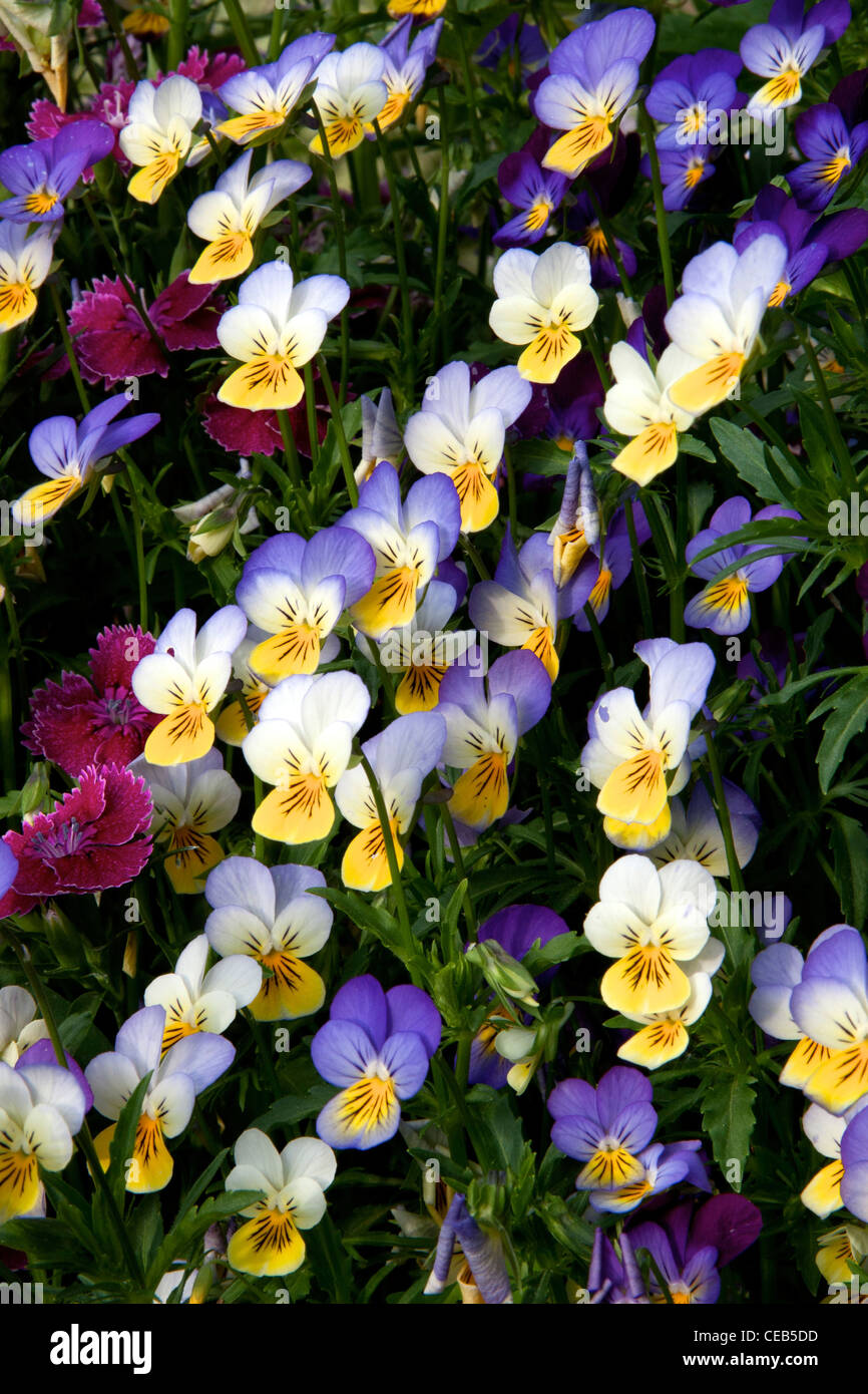 A cluster of Johnny-Jump-Up facing the sun Stock Photo