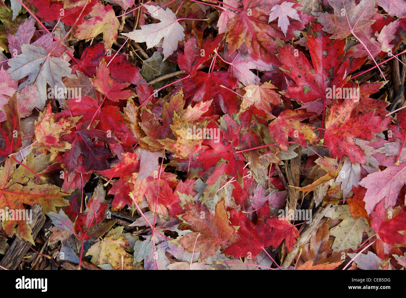 Autumn leaf litter Stock Photo