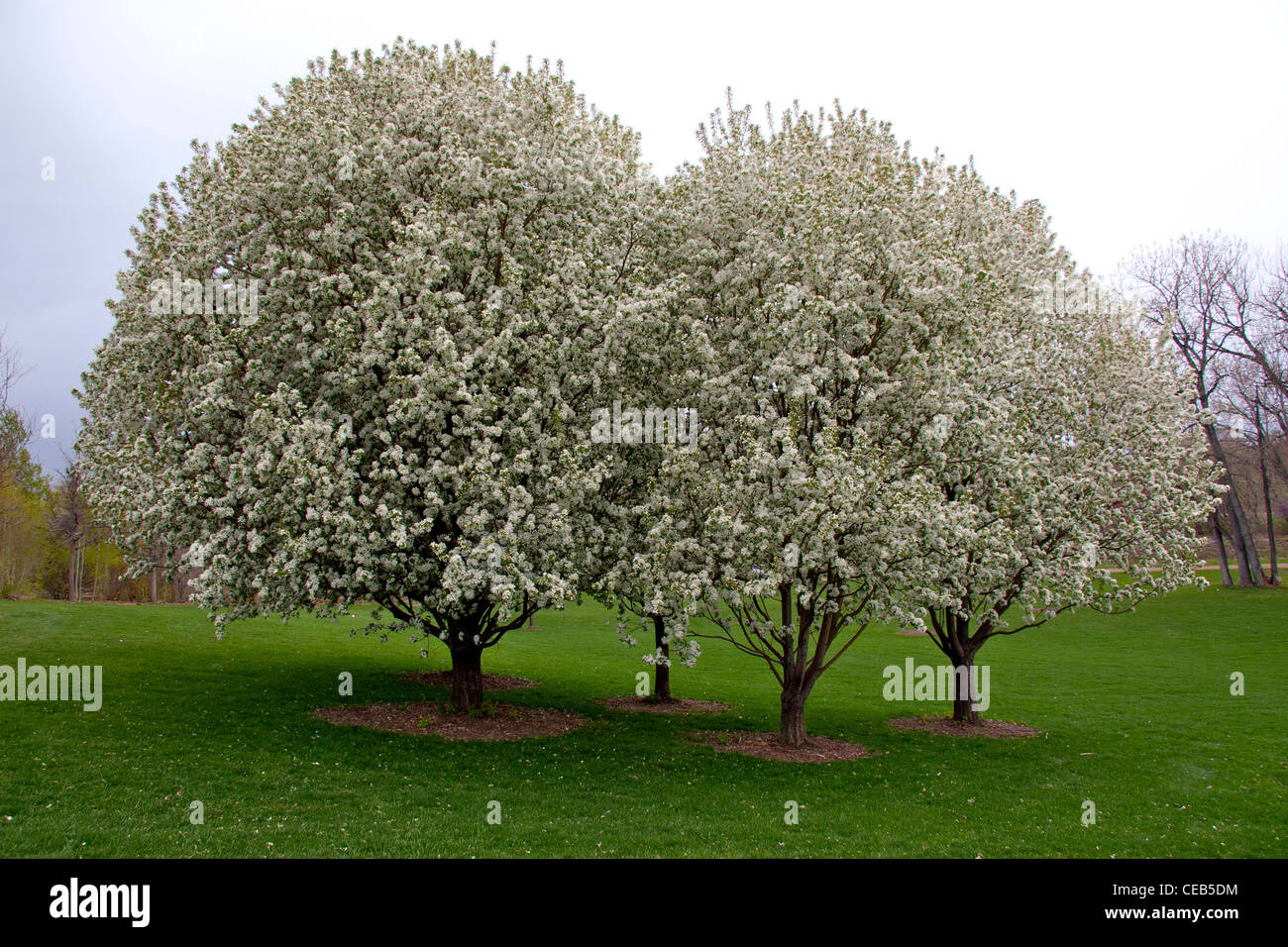 Spring Snow Crabapple trees in full bloom Stock Photo