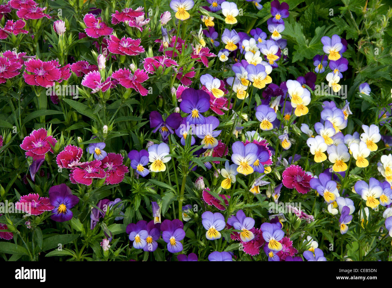 Sweet William and Johnny-jump-up growing together Stock Photo