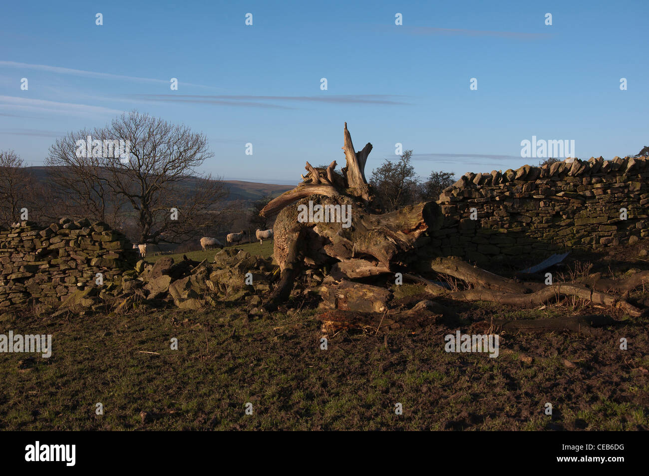 Old tree has fallen and knocked down part of a dry stone wall, in Weardale in County Durham. Stock Photo