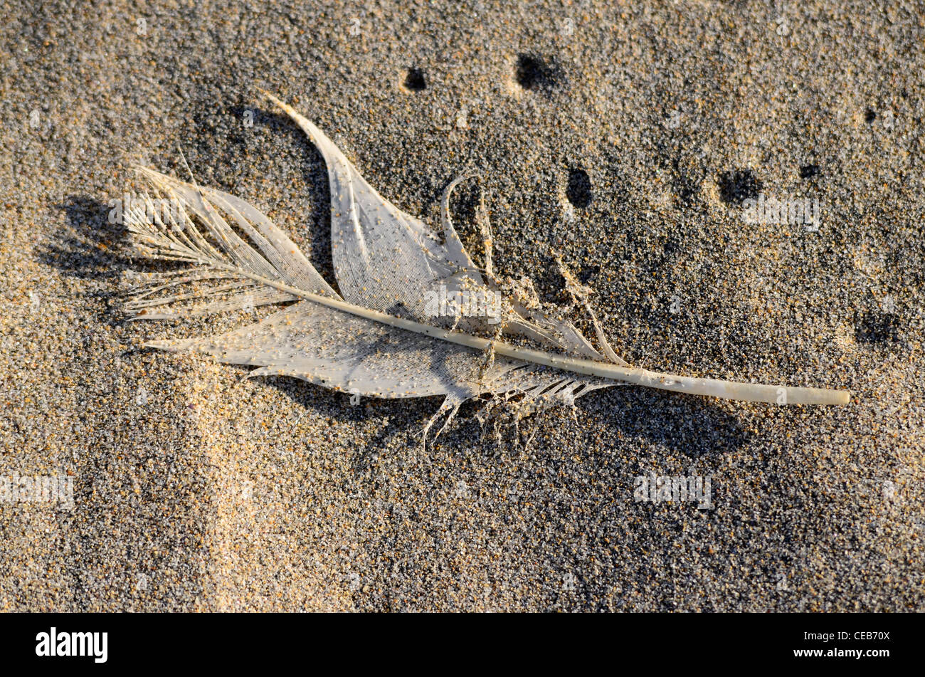 white feather on sandy beach Stock Photo