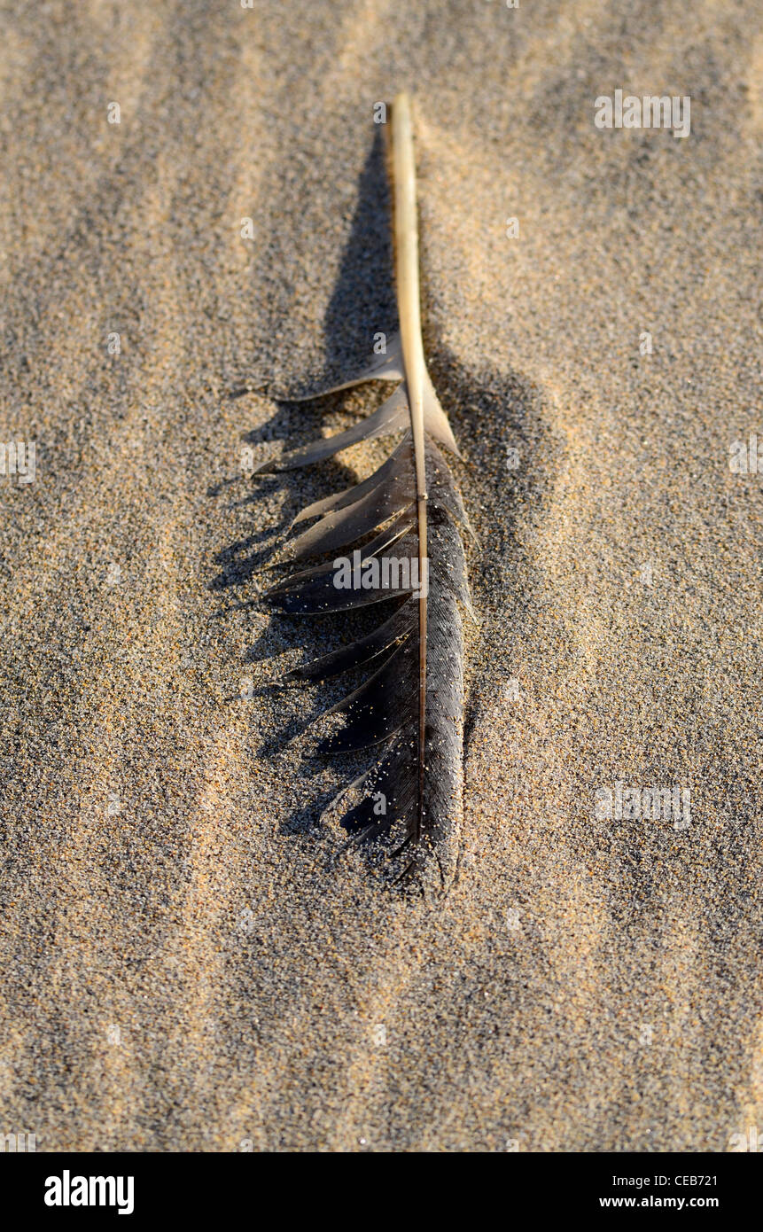 Feather on sandy beach Stock Photo