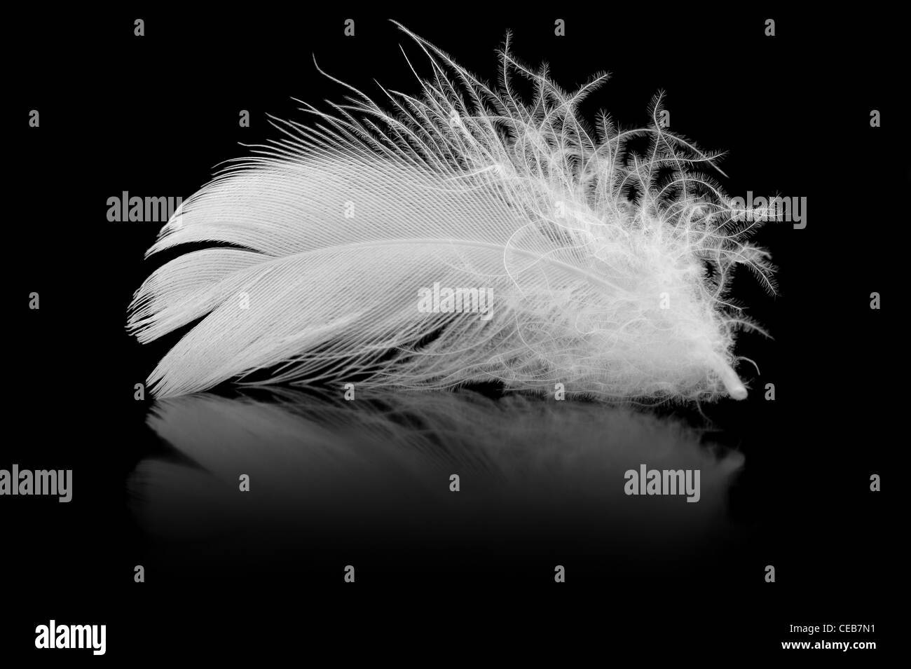 Feather. The bird's feather lies on a black background with reflexion Stock Photo