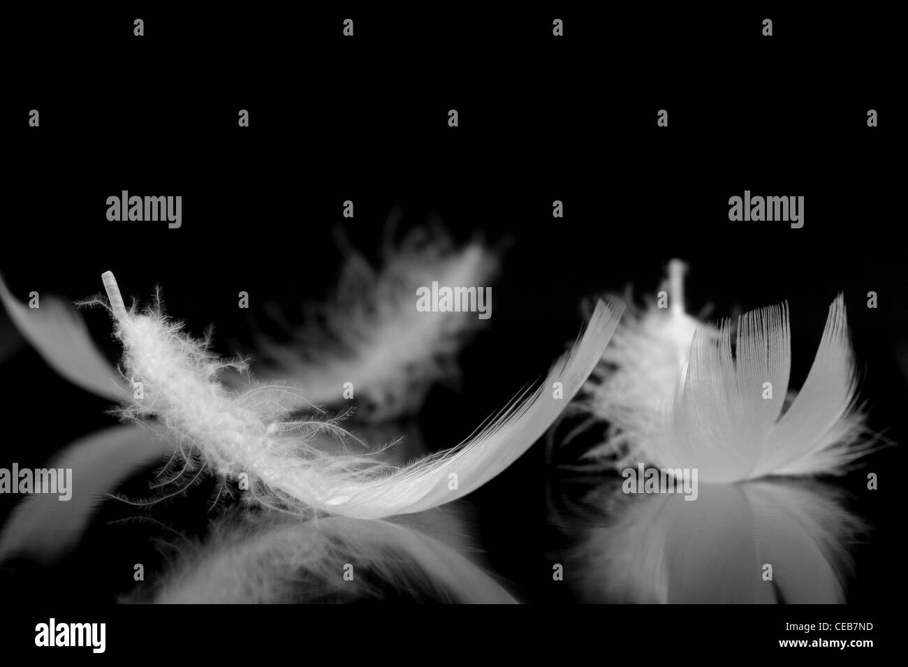 Feathers. The bird's feathers lies on a black background with reflexion Stock Photo